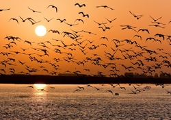 Birds With Sunset