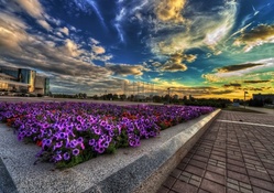 bed of flowers in a city square hdr