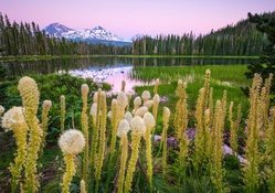 Wildflowers On Lake Scott At Sunset