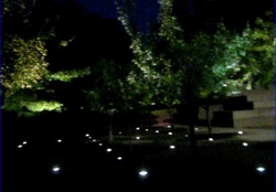 trees at night
