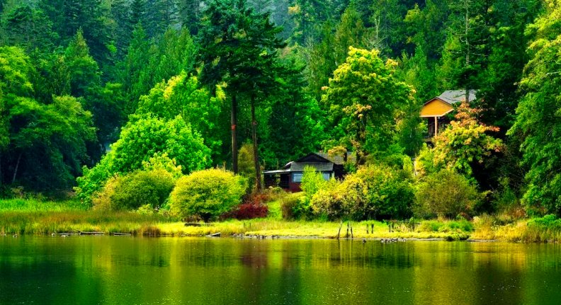 Lake greenery