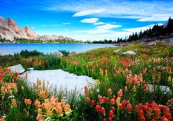 Amethyst Lake Wildflowers