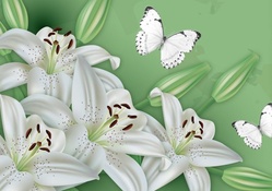 White Lily Supreme
