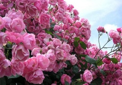 pink rose garden