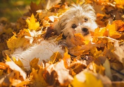 Fall Puppy Fun
