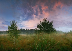 birch saplings in a cloud covered meadow