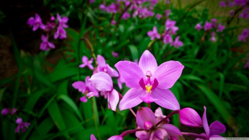 purple_orchids.jpg