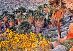 wildflowers and palm trees in a california desert