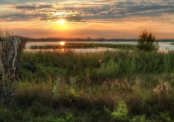 tree stump in grassy wetlands at sunset hdr