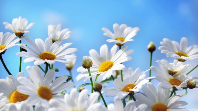 Lovely daisies
