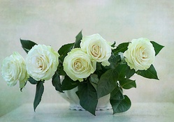 * White roses *