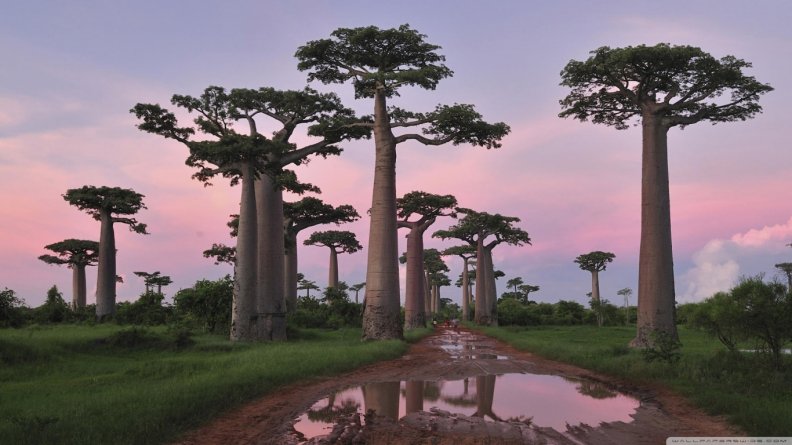 baobab_trees_in_madagascar.jpg