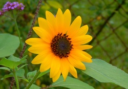 Beauty Sunflower