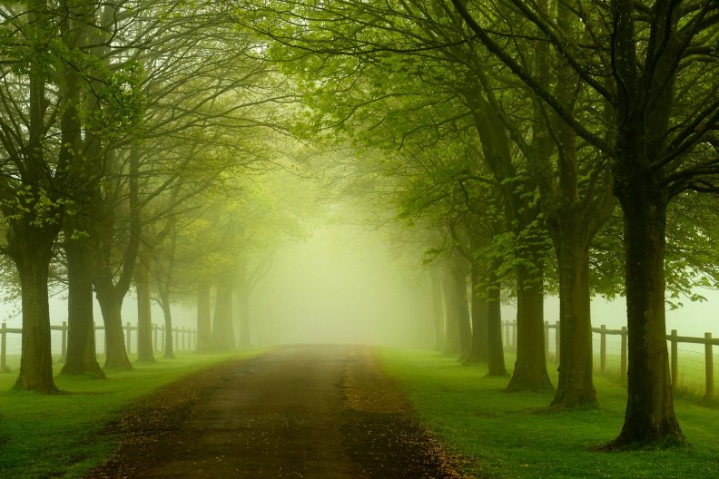 Misty Path