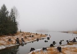 tree stumps lining river banks in winter fog