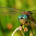 Beauty Dragonfly