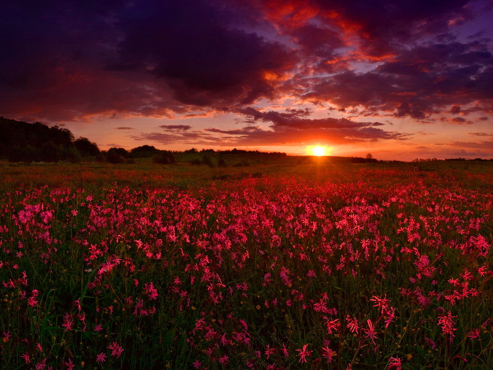 Sunset field