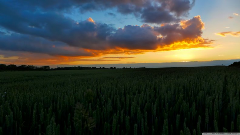 sunset_in_wheat_field.jpg