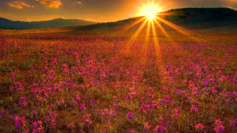 sunset over a field of pink wildflowers
