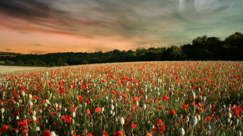 beautiful poppy field