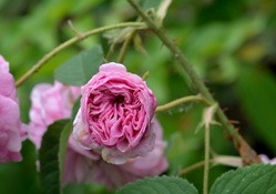 Pretty Pink Rose
