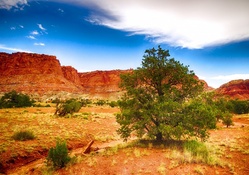 Pine Tree in Utah Wilderness