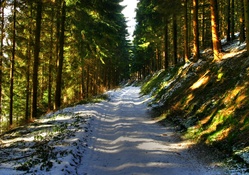Winter Forest Path