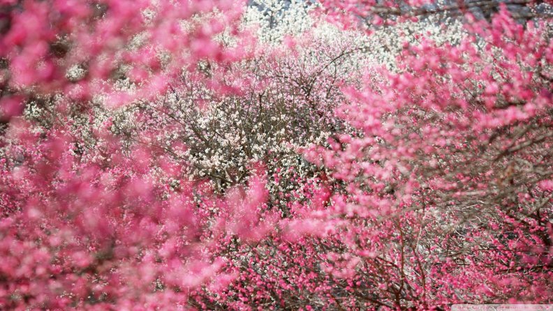 cherry_blossoms.jpg