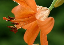 Raindrops on Lily