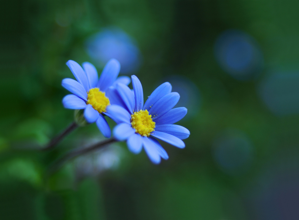 * BLUE FLOWER *