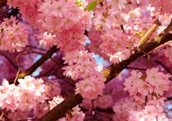 Pink Cherry Flowers