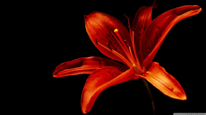 One orange lily