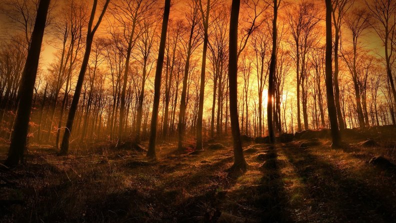 sunset beams through a forest