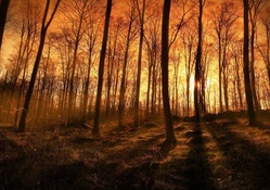sunset beams through a forest