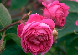 Pretty Pink Roses