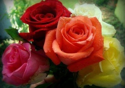 Colorful Roses