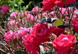 Colorful Rose Bush