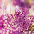Lilac bubbles