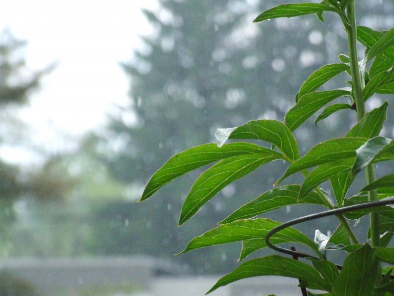 green_plant_forground_with_rain_backdrop.jpg