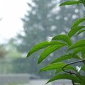 Green Plant Forground with Rain Backdrop