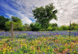 gorgeous fields of wildflowers hdr
