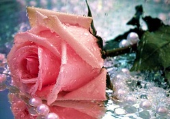 Pink Rose ✿⊱