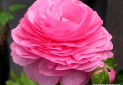 Persian Buttercup Pink Rose