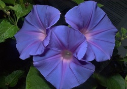 Ipomoea Amicable