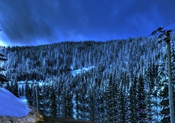 forest on a mountainside in winter hdr