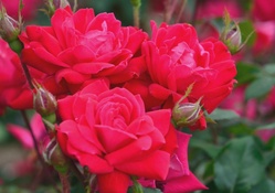 Ravishing Red Roses