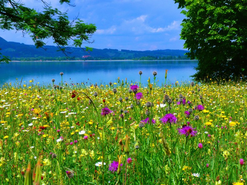 Flowers meadow