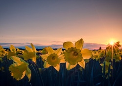 Sunset ower daffodils