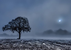 tree in a foggy winter field