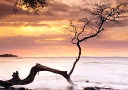 tree stub in a marvelous seashore